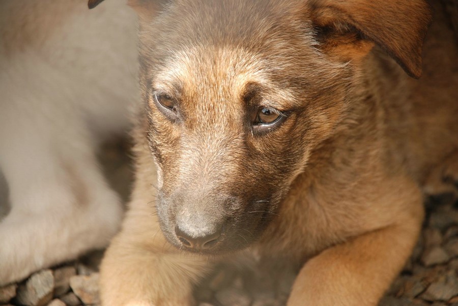 ​Animals İn The District Are Entrusted To The Municipality Of Odunpazarı