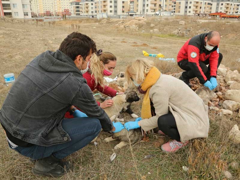 Odunpazarı Belediyesi, hayvan dostu çalışmalarına devam ediyor