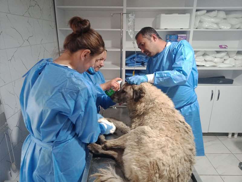 Sulama kanalına düşen köpek kurtarılarak tedavi altına alındı