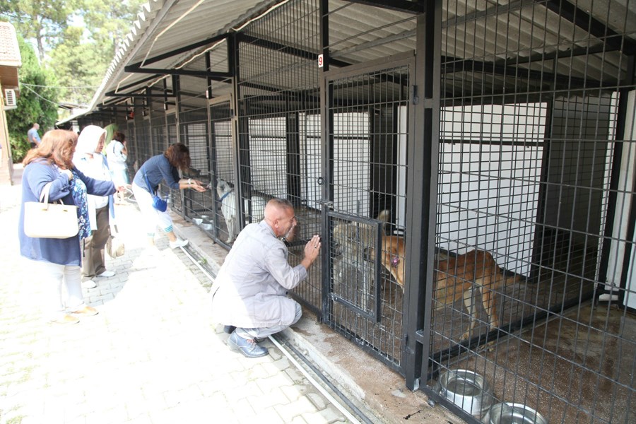 Collection And Veterinary Service Of Unclaimed, Stray Animals