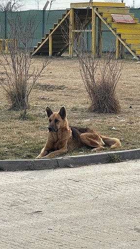 Alman Çoban Köpeği