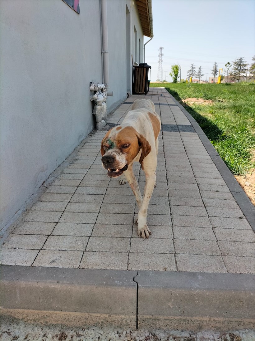 Av köpeği