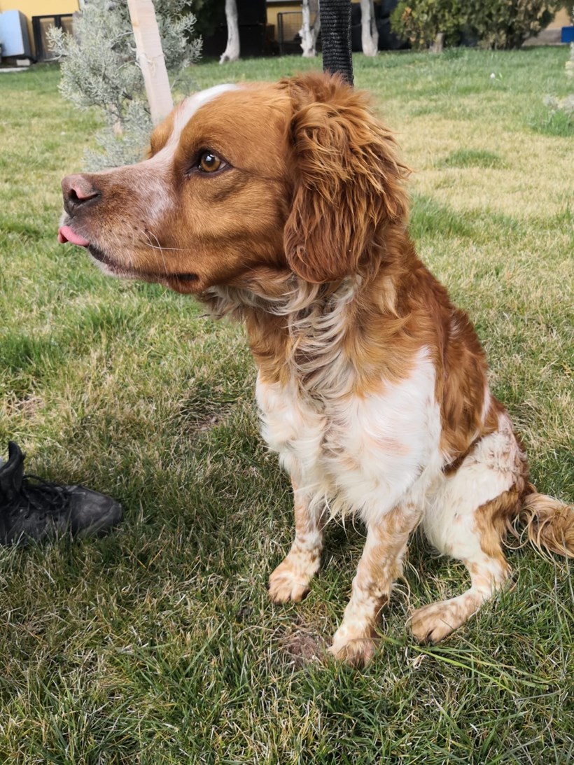 Av Köpeği Kırması