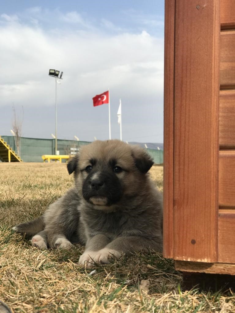 Çoban Köpeği