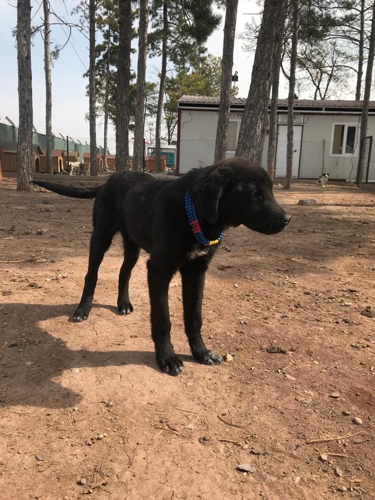 Çoban Köpeği