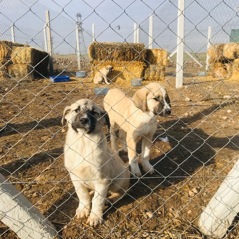 Çoban Köpeği Yavruları