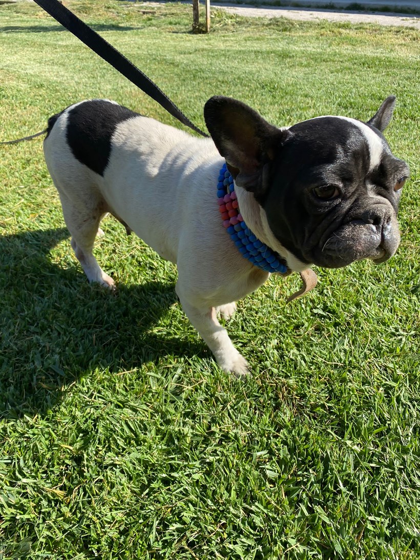 French bulldog