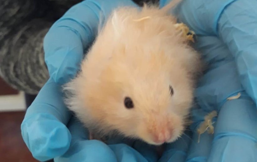 Hamster