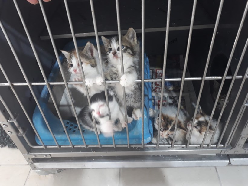 Kedi