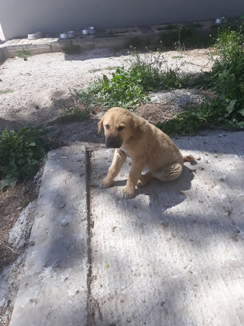 Köpek