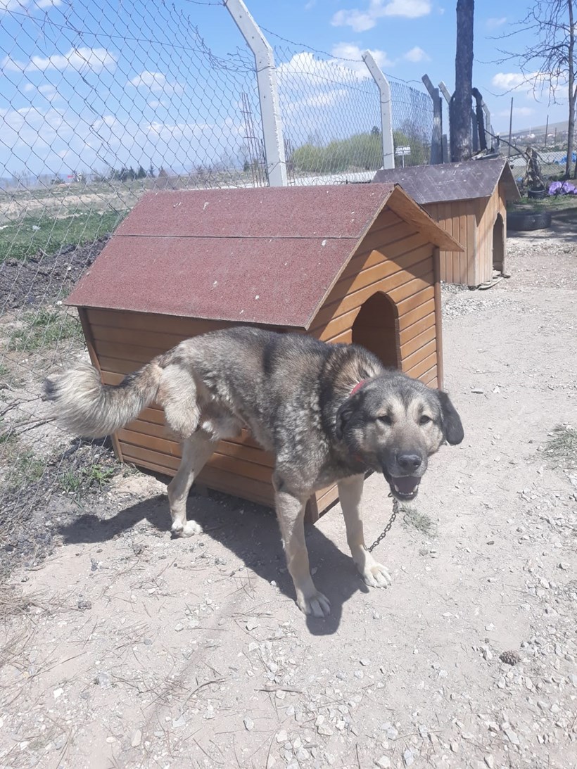 Köpek