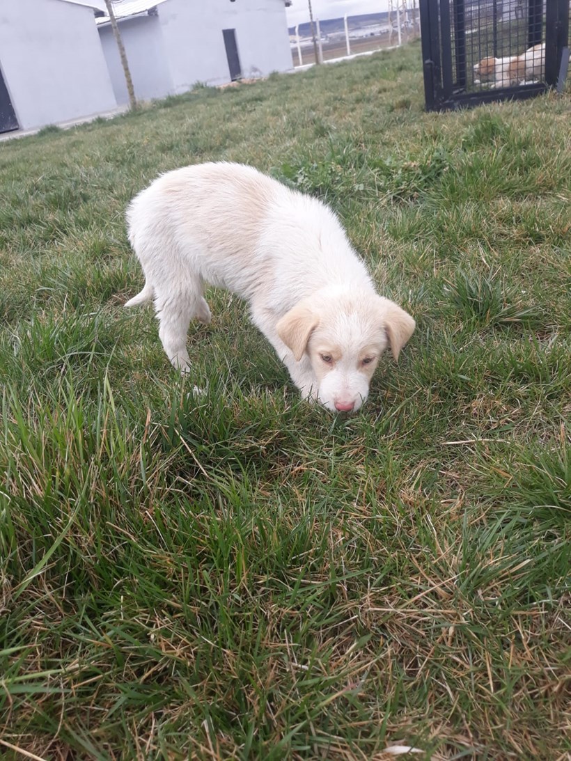 Köpek