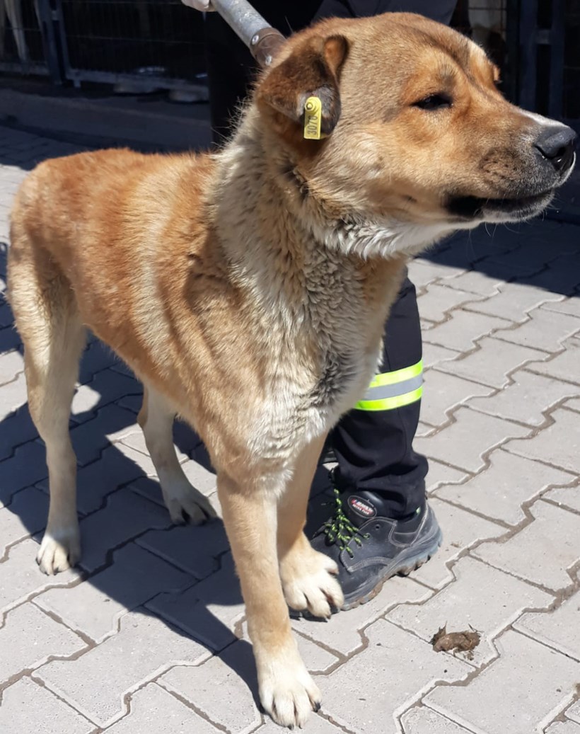 Köpek