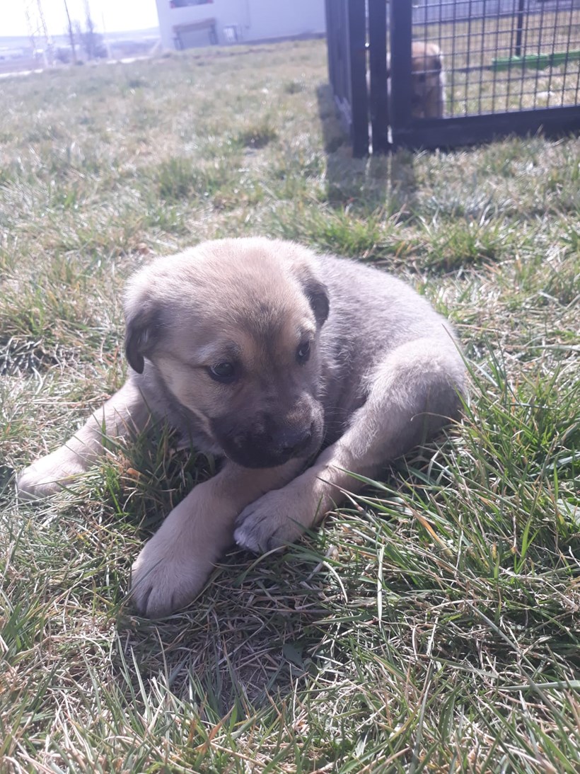 KÖPEK