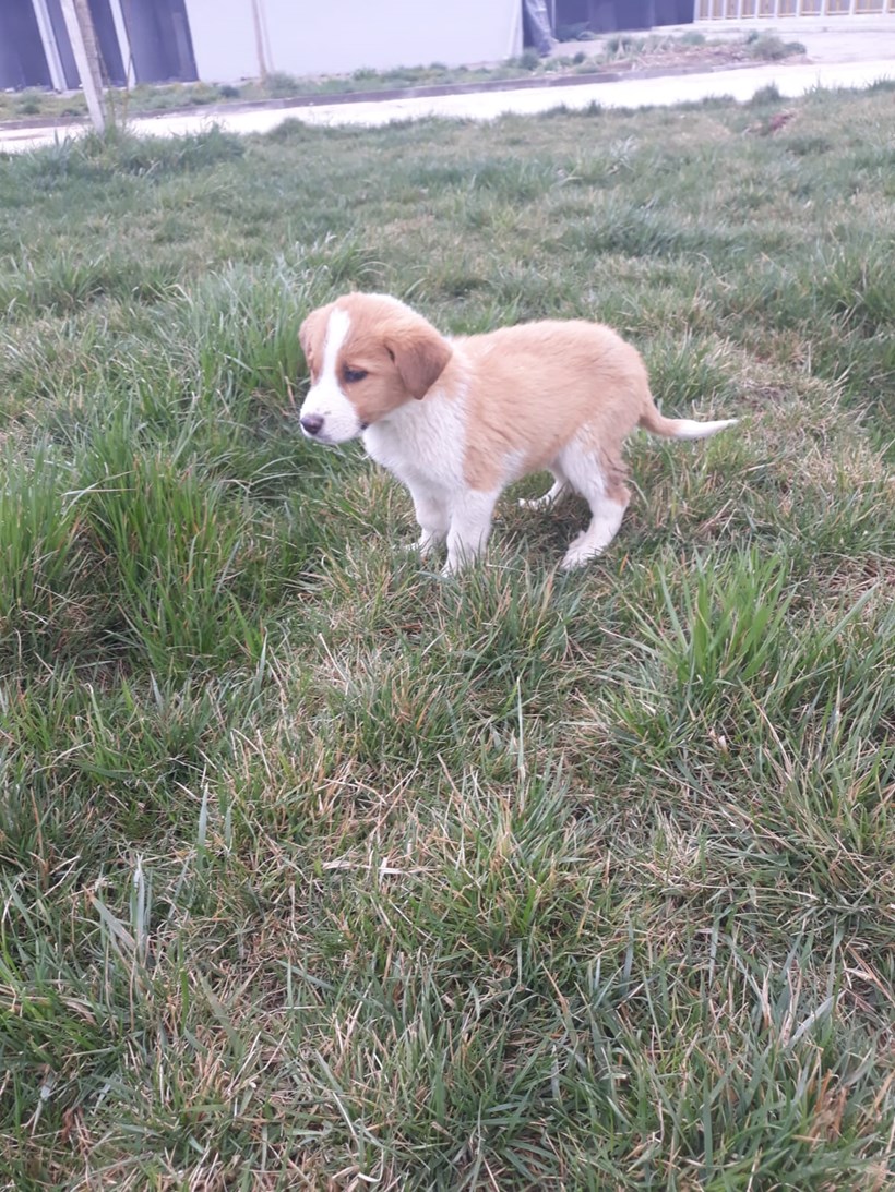 Köpek