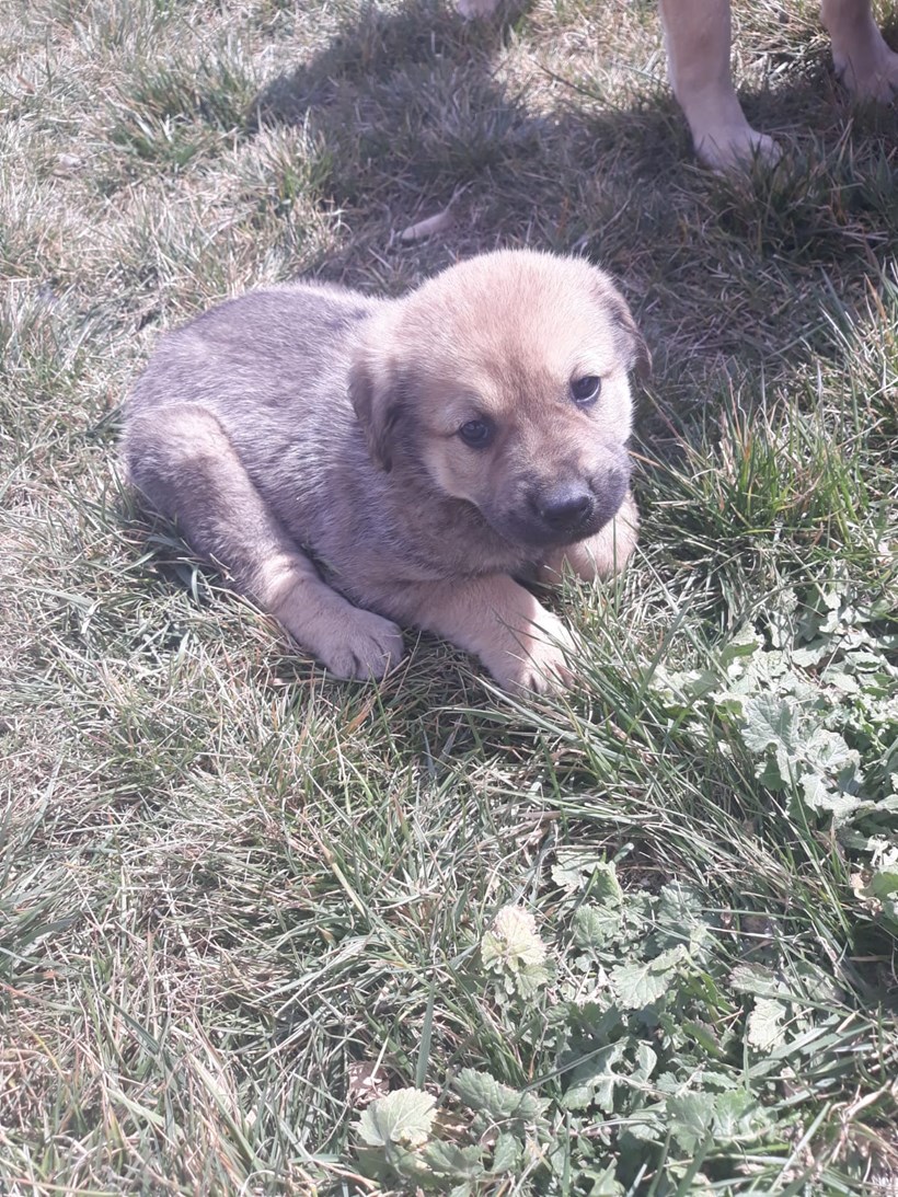 KÖPEK