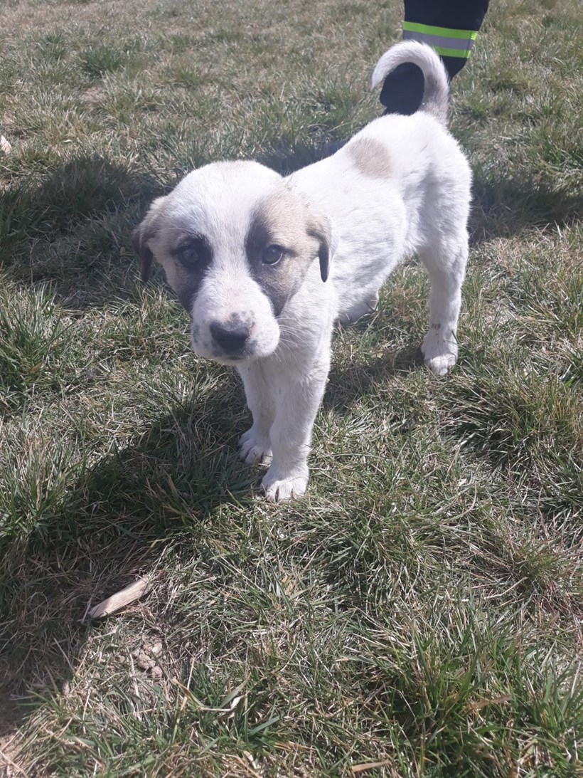 KÖPEK