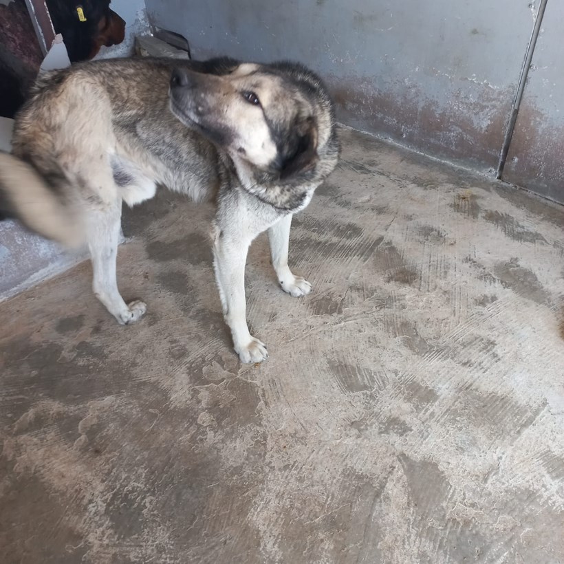 Köpek