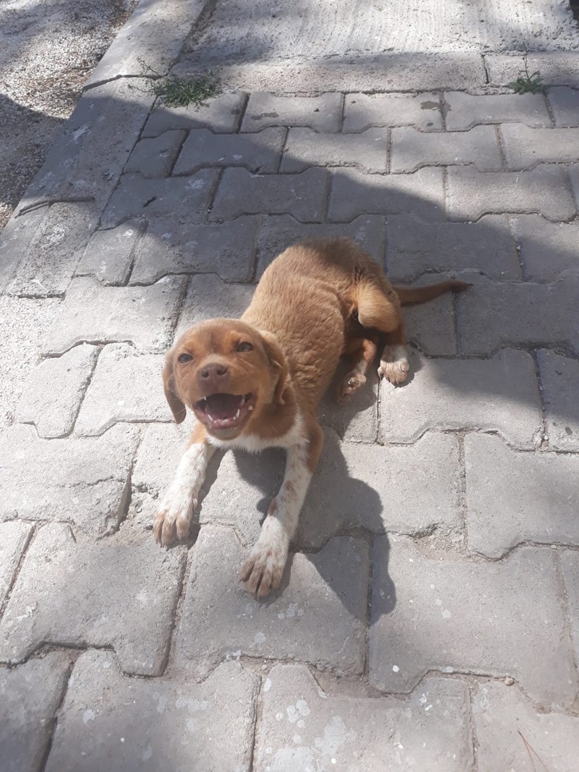 Köpek