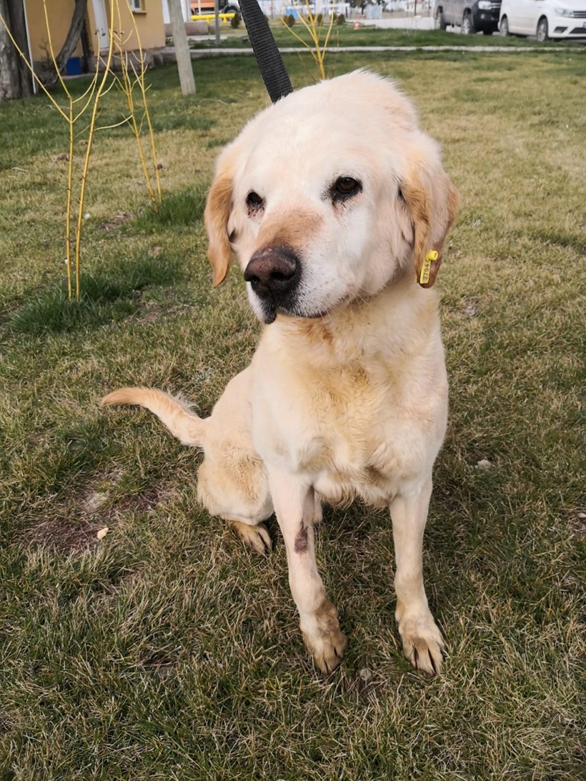 Labrador