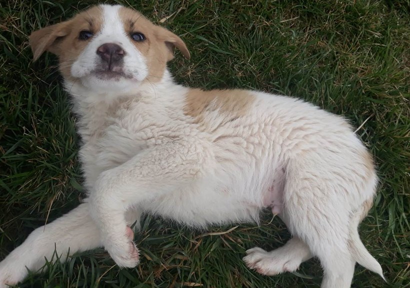 Köpek