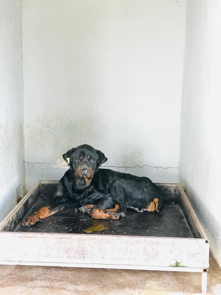 Rottweiler