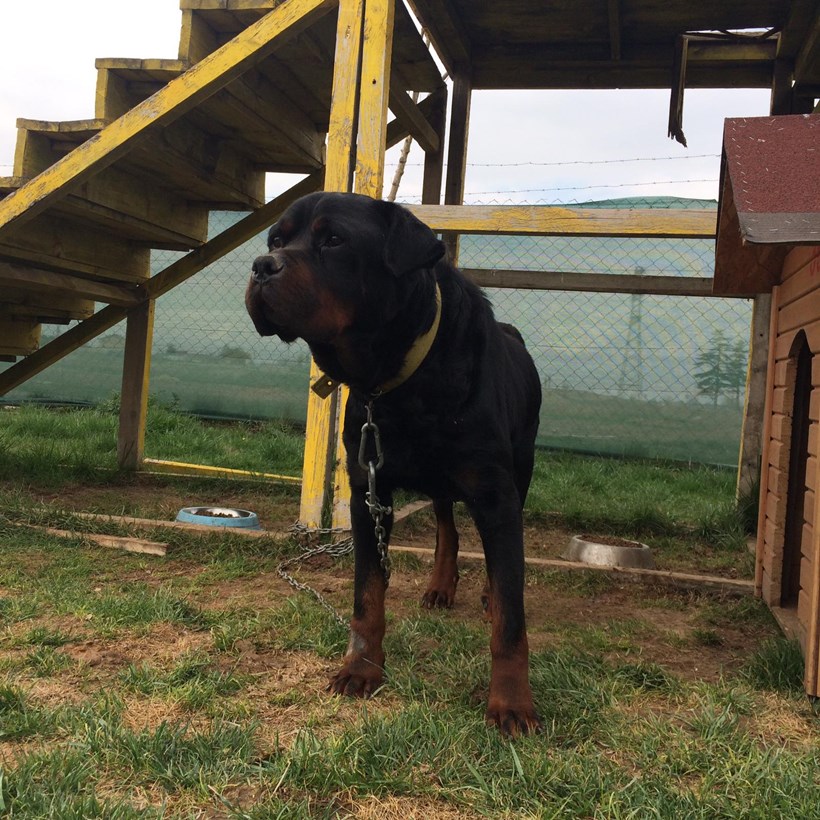 Rottweiler