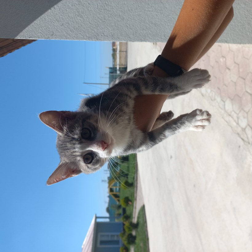Tekir kedi